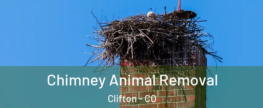  Chimney Animal Removal Clifton - CO