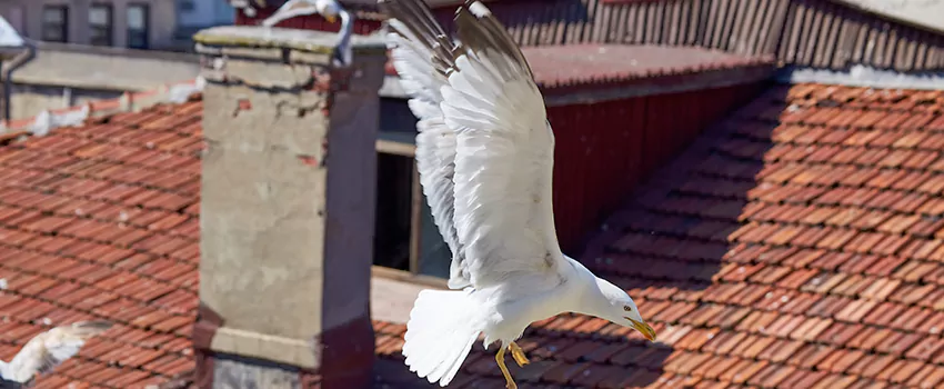 Residential Chimney Animal Removal Solution in Clifton, CO