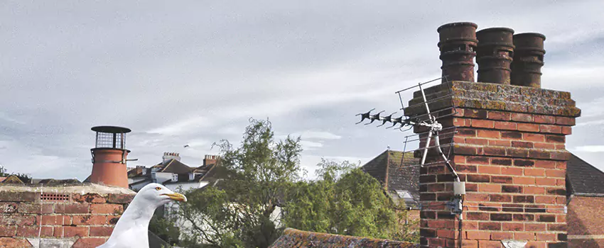 Chimney Cleaning And Restoration in Clifton, Colorado